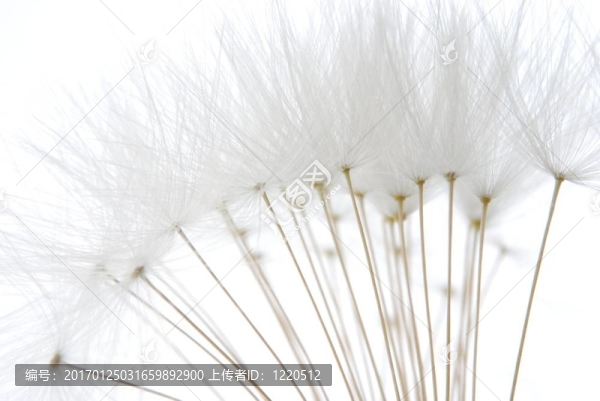 軟白蒲公英種子-匯圖網(wǎng) www.fosd68.com 軟白蒲公英種子