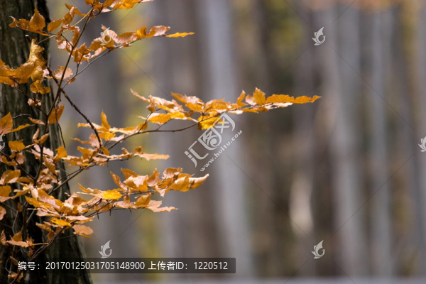 秋天的場景
