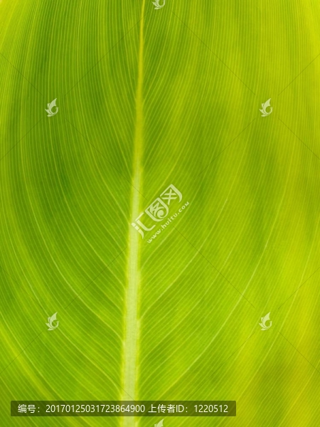 綠色的葉子