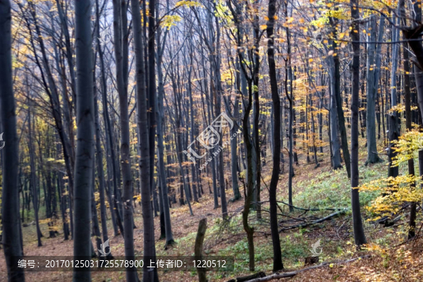 秋天的場景