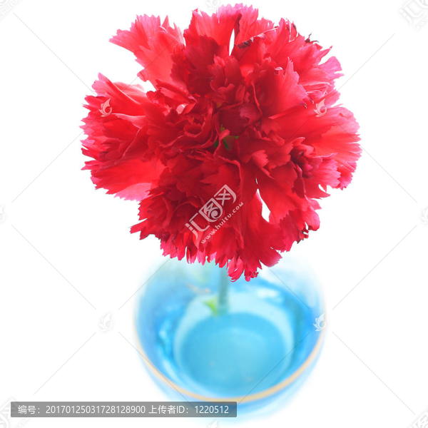 在藍(lán)色花瓶里的紅色康乃馨