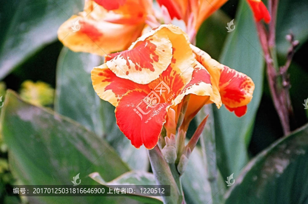 Canna；黃