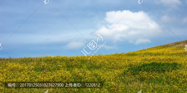 山坡和黃色的花