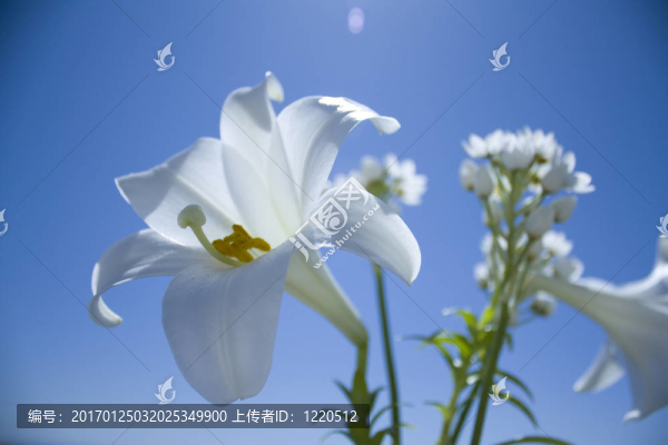 復(fù)活節(jié)百合花