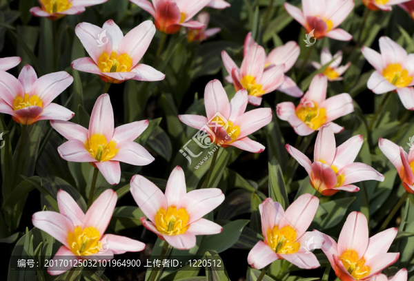 郁金香花園