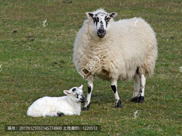 一只羊和它的小羊羔。