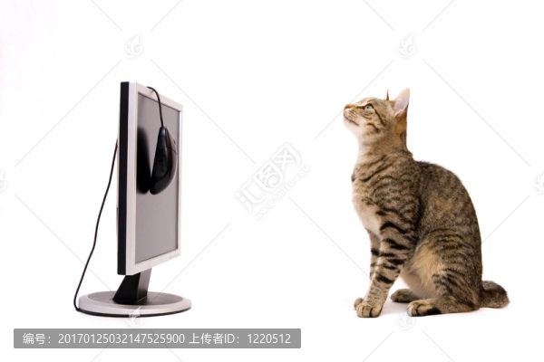 家里的貓?jiān)诰W(wǎng)上沖浪