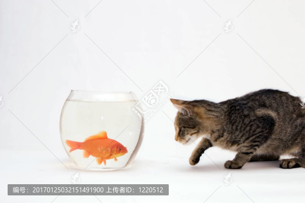 家里的貓和一只金魚。