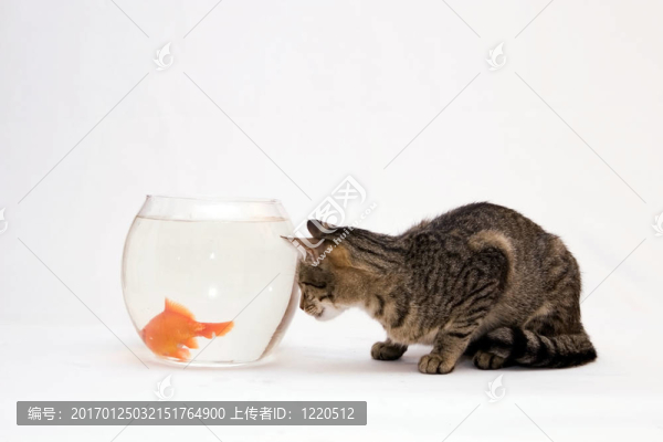 家里的貓和一只金魚。