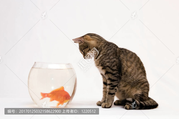 家里的貓和一只金魚(yú)。