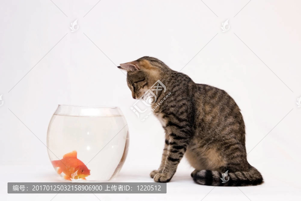 家里的貓和一只金魚。