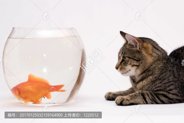 家里的貓和一只金魚。