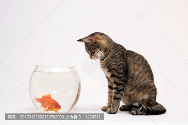 家里的貓和一只金魚(yú)。