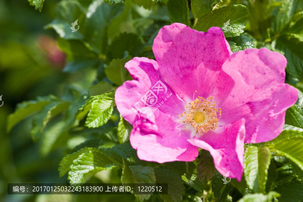 玫瑰花茶-匯圖網(wǎng) www.fosd68.com 玫瑰花茶