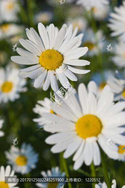 甘菊-匯圖網(wǎng) www.fosd68.com 甘菊