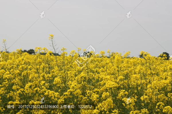 油菜田