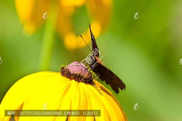 蝴蝶-匯圖網(wǎng) www.fosd68.com 蝴蝶
