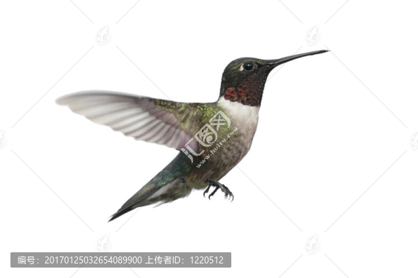 孤立的紅寶石喉蜂鳥