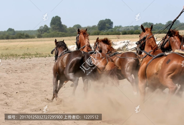 馬的奔跑-匯圖網(wǎng) www.fosd68.com 馬的奔跑