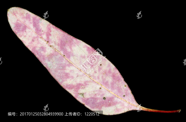 桉葉