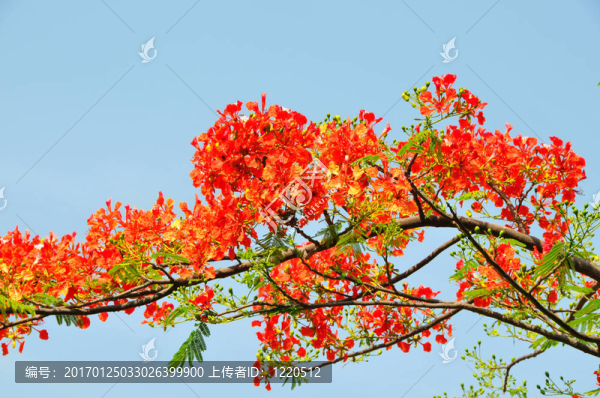Flowering分公司
