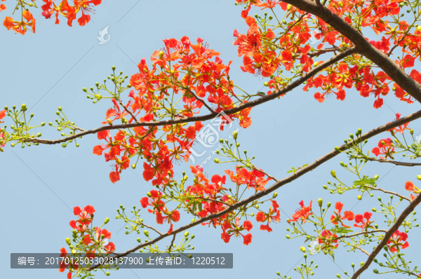 紅色的花