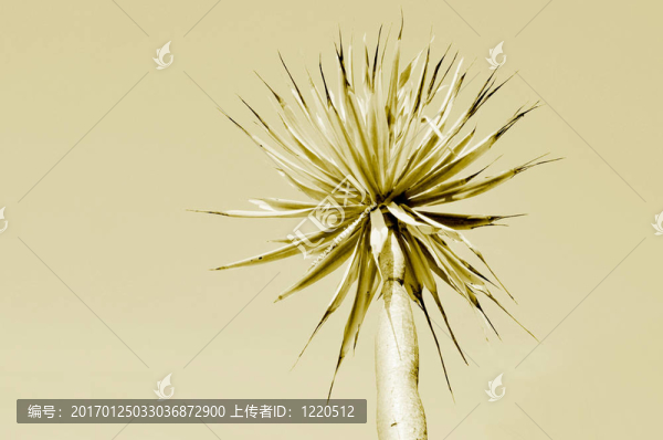 色調(diào)的植物