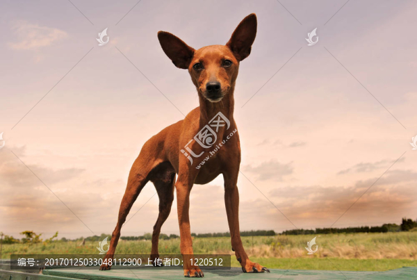迷你杜賓犬