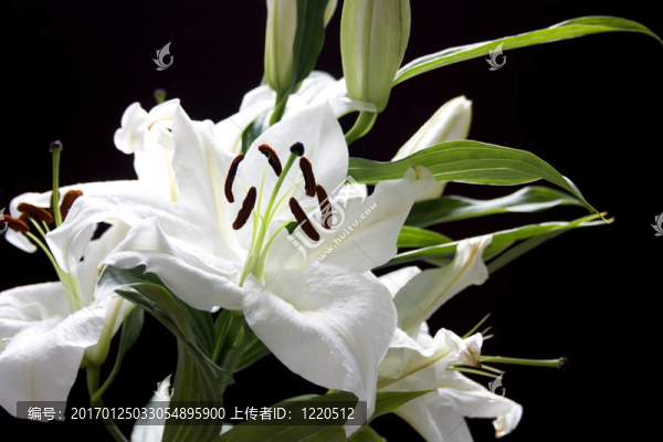 莉莉