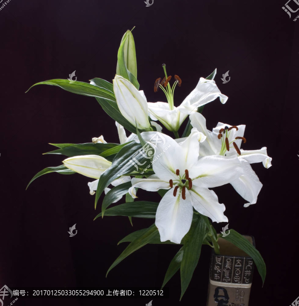 莉莉