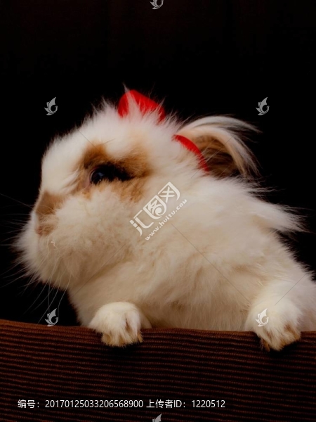 獅子頭兔
