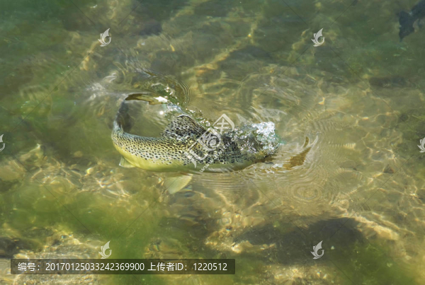布朗鱒魚