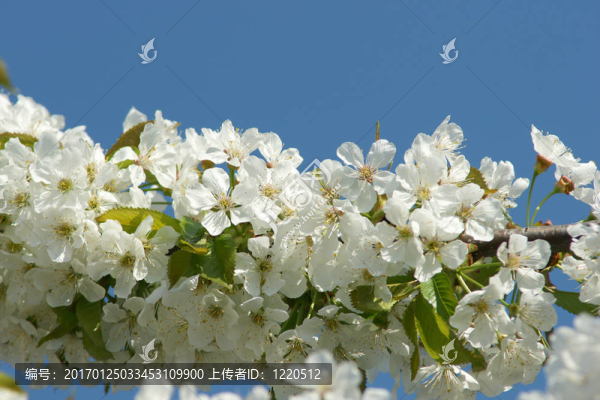 花的樹