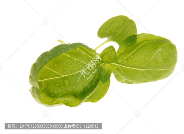 巴茲爾特寫