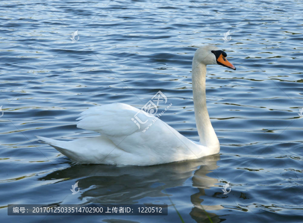 天鵝-匯圖網(wǎng) www.fosd68.com 天鵝