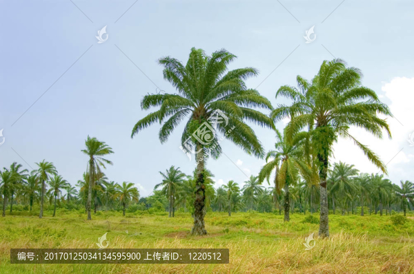 棕櫚油種植園