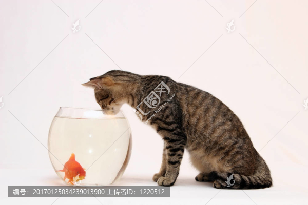 家里的貓和一只金魚。