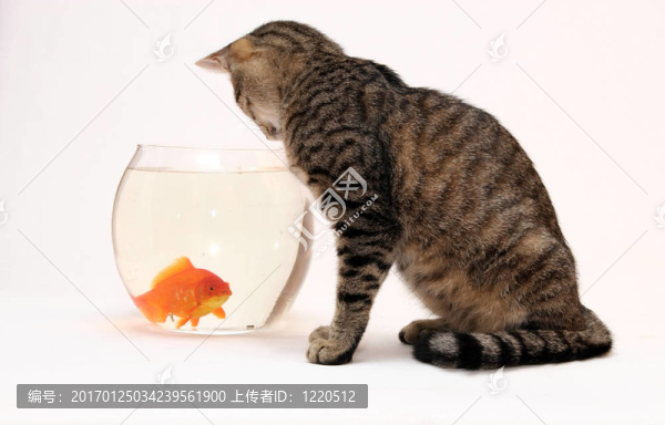 家里的貓和一只金魚。