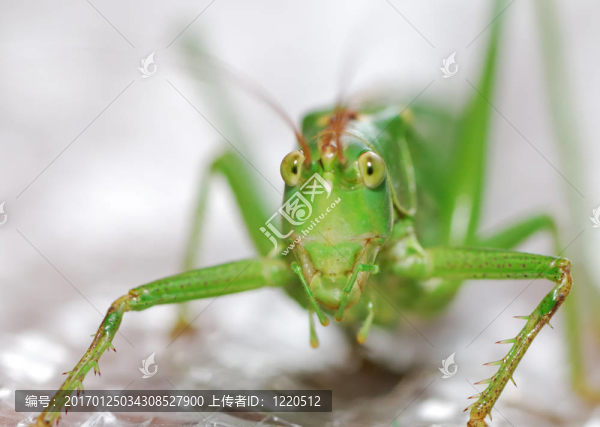 蚱蜢