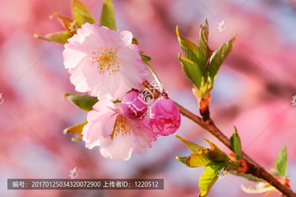 櫻花