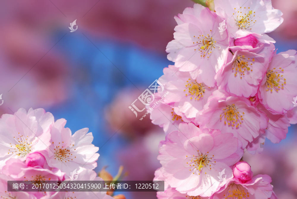 櫻花