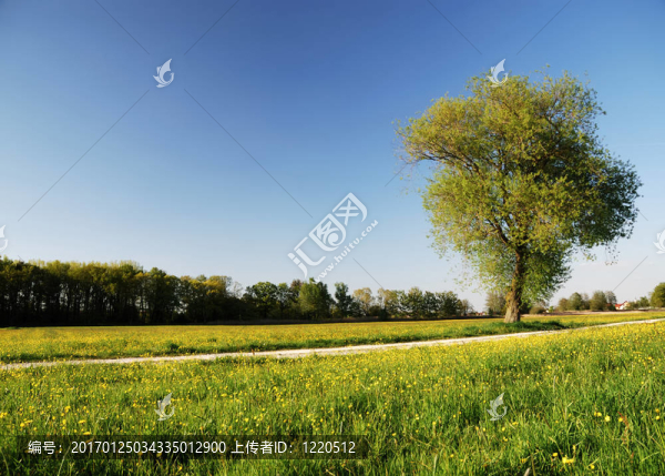夏天的風景
