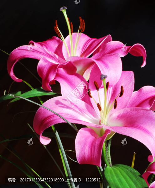 百合花
