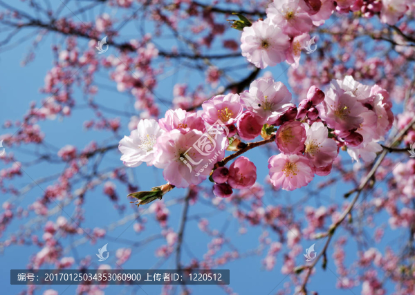 櫻花