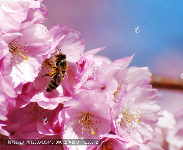 櫻花與蜜蜂