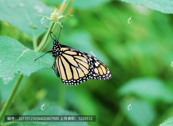 帝王蝶
