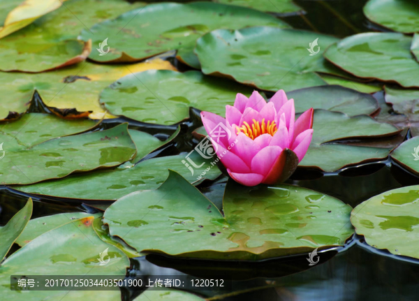 蓮花