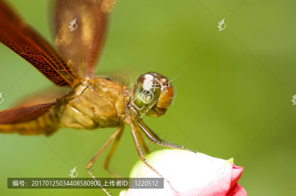 蜻蜓