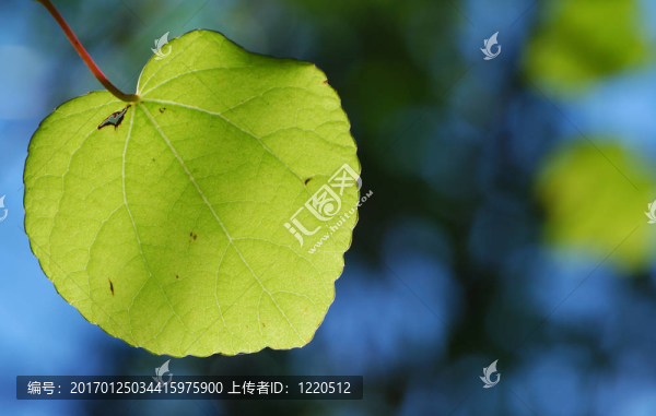 葉