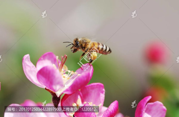 飛翔的蜜蜂